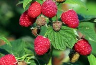 fertilizer for raspberries