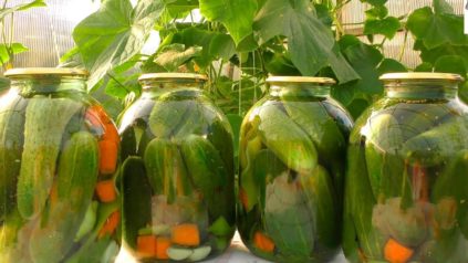 cucumbers in jars, simple recipes