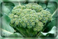 Hoofd van broccoli