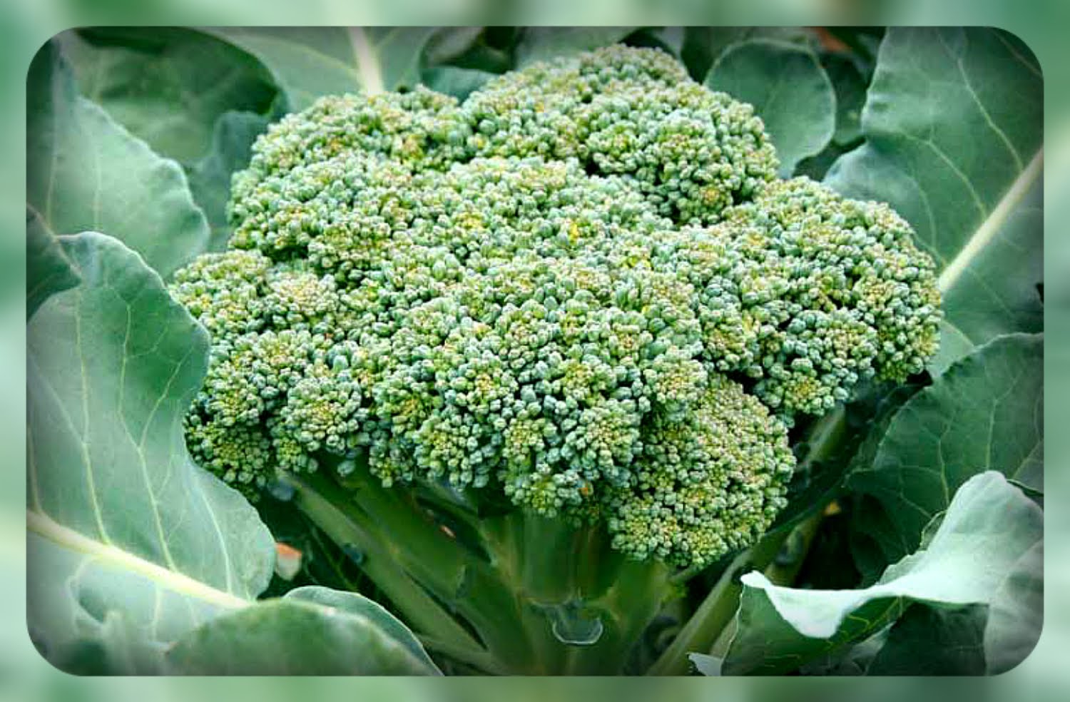 Cabeza de brócoli