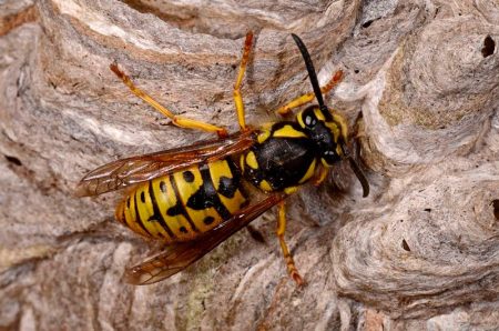gambar wasp