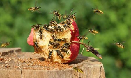 wasps eat