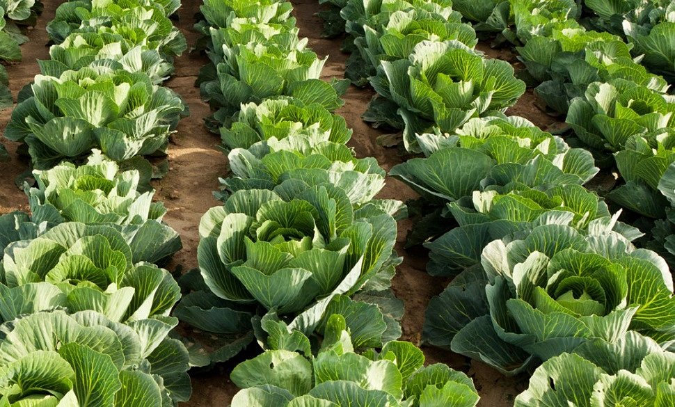 Vegetables after cabbage