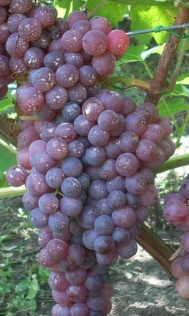 druiven promoten