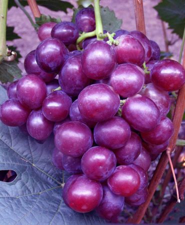 buah anggur segar
