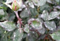 bladeren van een grijs-rotte roos
