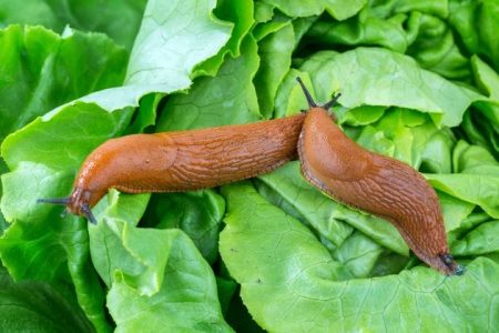slugs for cabbage
