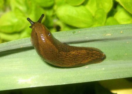 harm from slugs