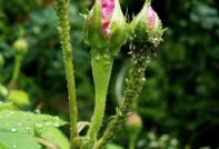 Aphids on roses