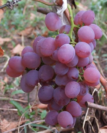Grape vatican