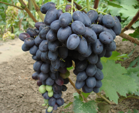 Raja szőlő
