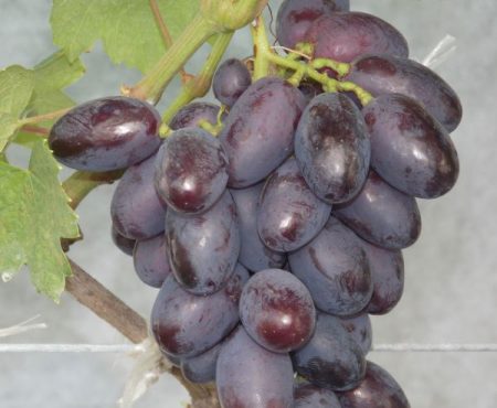 Grapes of Catalonia