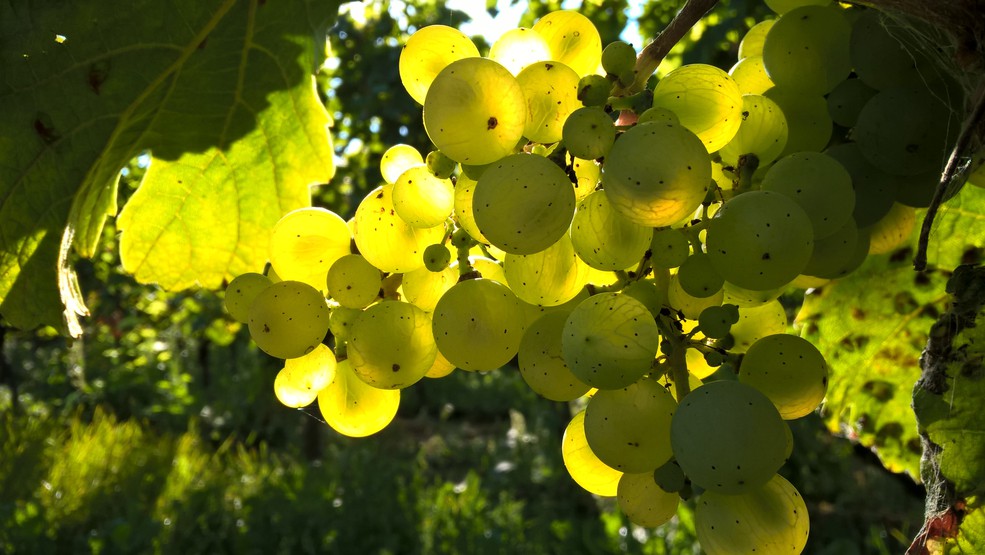 Сортове грозде