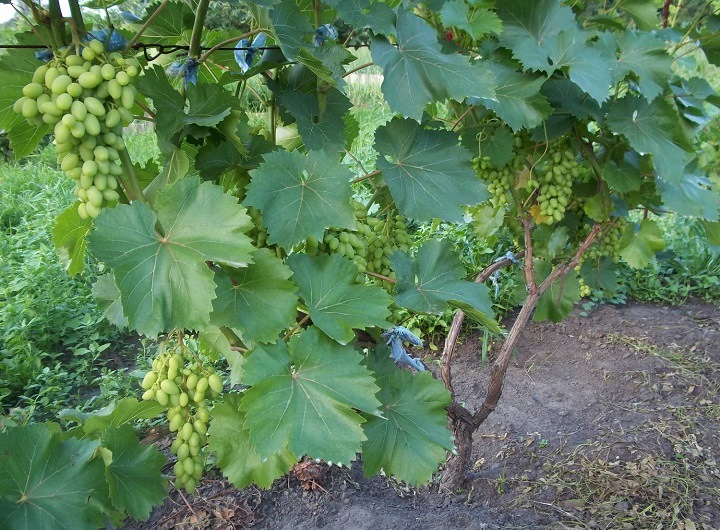 cuidado de la uva en verano