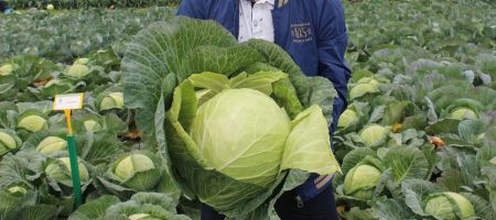 picking cabbage