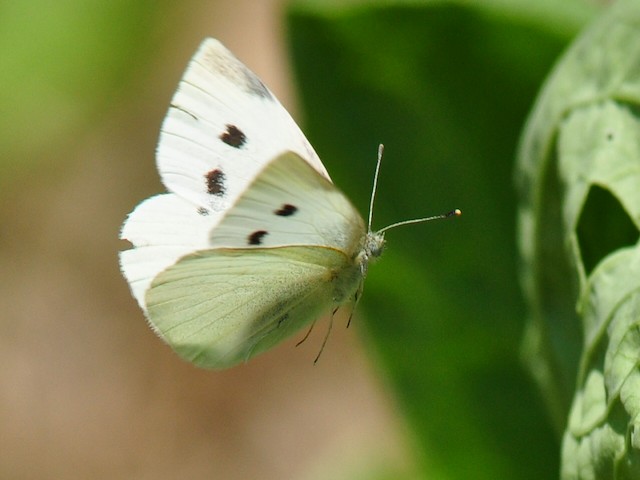 motýlí zelí škůdce