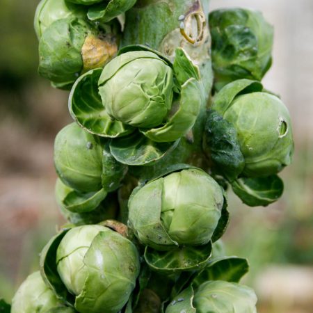 brussels sprouts disease