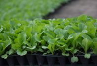 Chinese cabbage seedlings