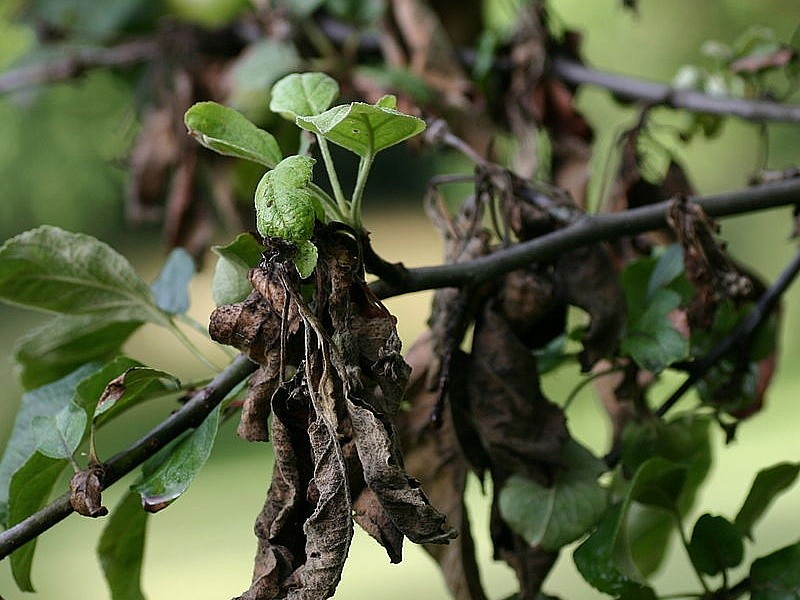 hojas retorcidas en una pera
