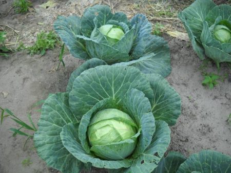 ripened cabbage