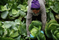 Picking cabbage