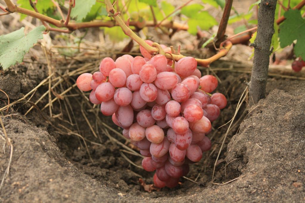 característica de la uva