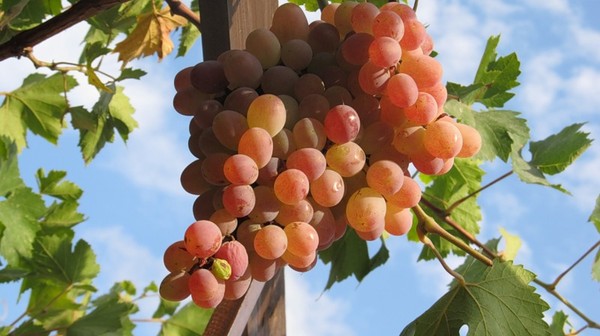 Typhi grape variety