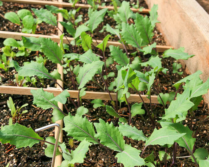 kohlrabi cultivation