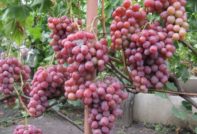 Hoe druiven te planten