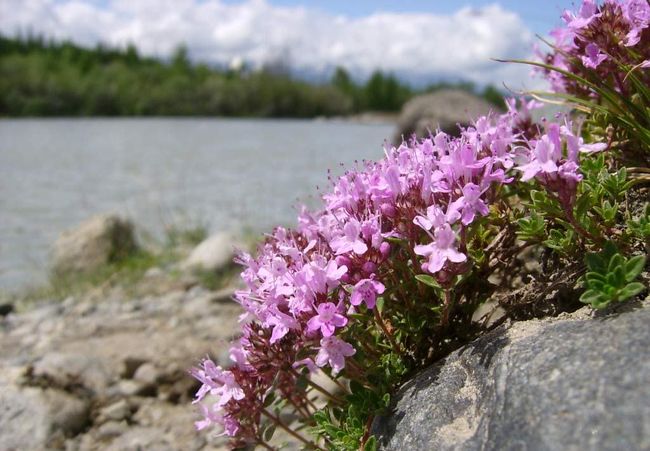 Varieties and types of thyme with a photo and description