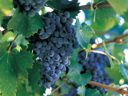 Large-fruited grape varieties for central Russia: reviews