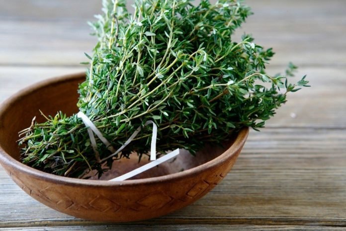 Thyme: medicinal properties and contraindications, benefits and harms, scope