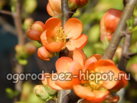 bunga quince