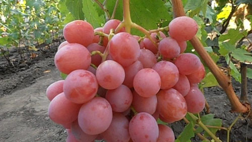 grape Dashun