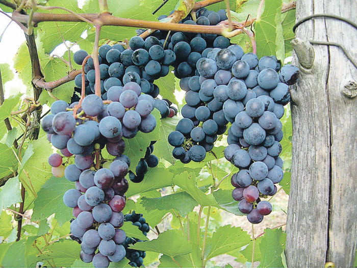 Grape variety Levokumskiy