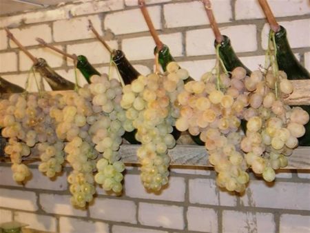 Съхранение на грозде Бяло чудо