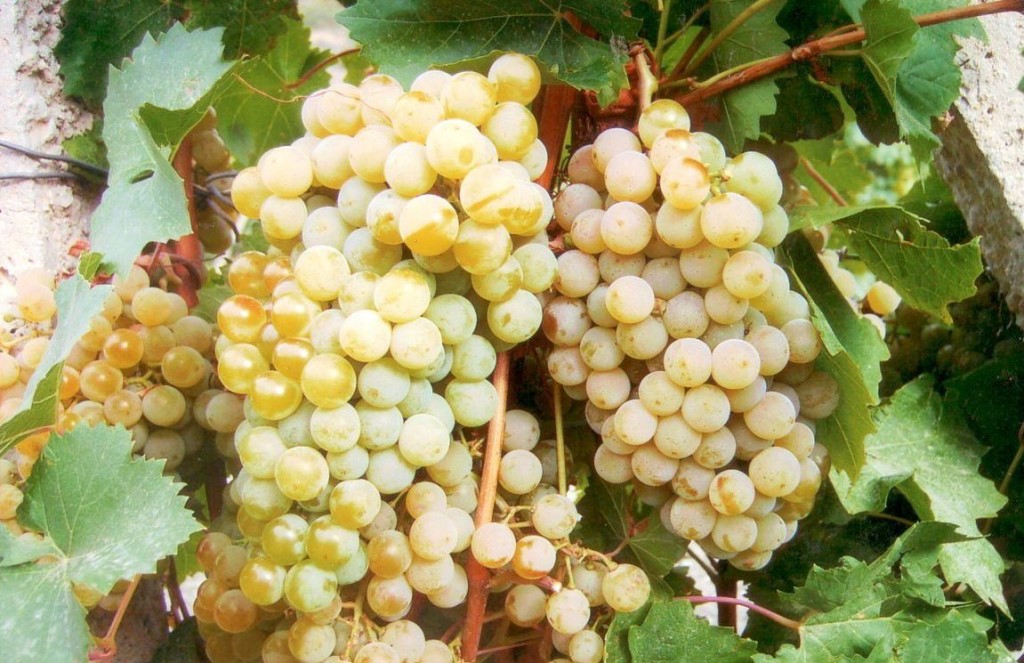 Citron Magaracha szőlő