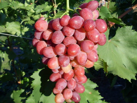 Anniversaire rubis aux baies de raisin