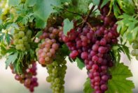 The best elite grape varieties for central Russia with photos and descriptions
