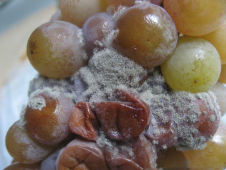 pourriture des raisins