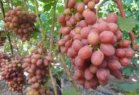 Gastronomische druiven vroeg