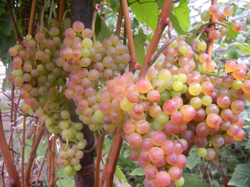 Druiven van Korinka