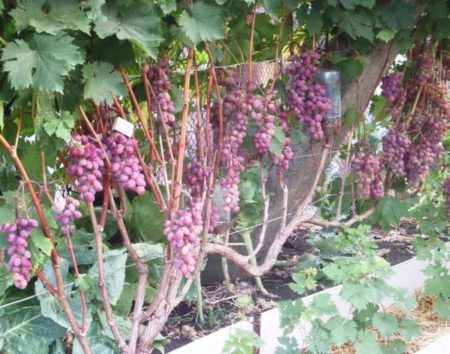 Victoria grape bush