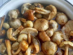 soak mushrooms