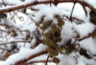 Druiven klaarmaken voor de winter: snijden, verwerken voor onderdak