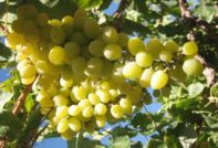 Moscow White Grapes Vlamloos