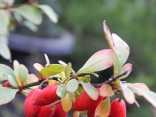 barberry fruits