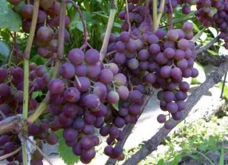 Grapes Russian Early