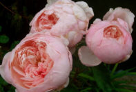 anglické záhradné ruže