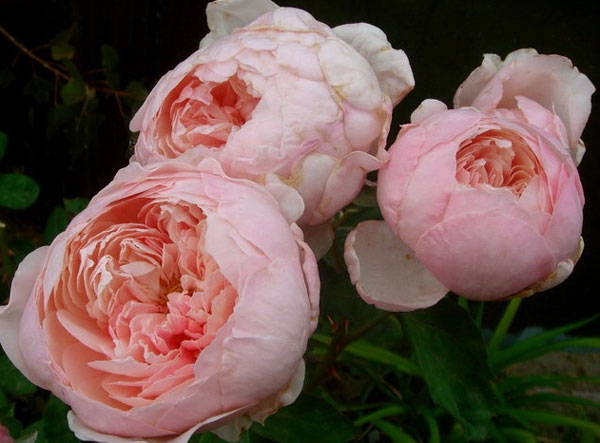 rosas inglesas del jardín